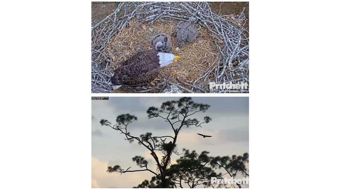 M-15 chases intruder from SW Florida eagle nest